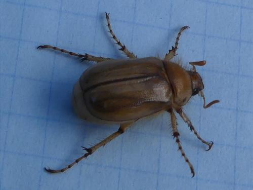 Rhizotrogus marginipes